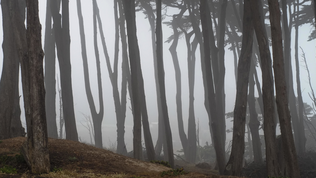Cypress trees in fog at Lands End