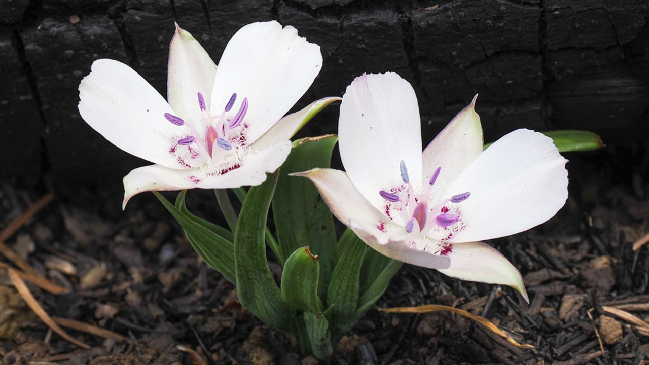 White and purple star-tulip flower White and purple star-tulip flower