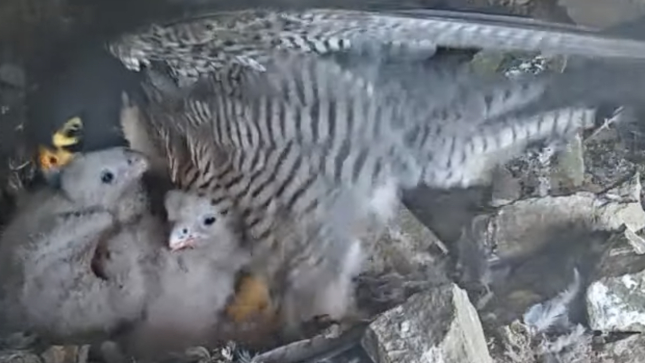ALCA_042324_PereginewithChicks_2x1.jpg  A peregrine falcon with its chicks in a rocky nest on Alcatraz Island in spring 2024.
