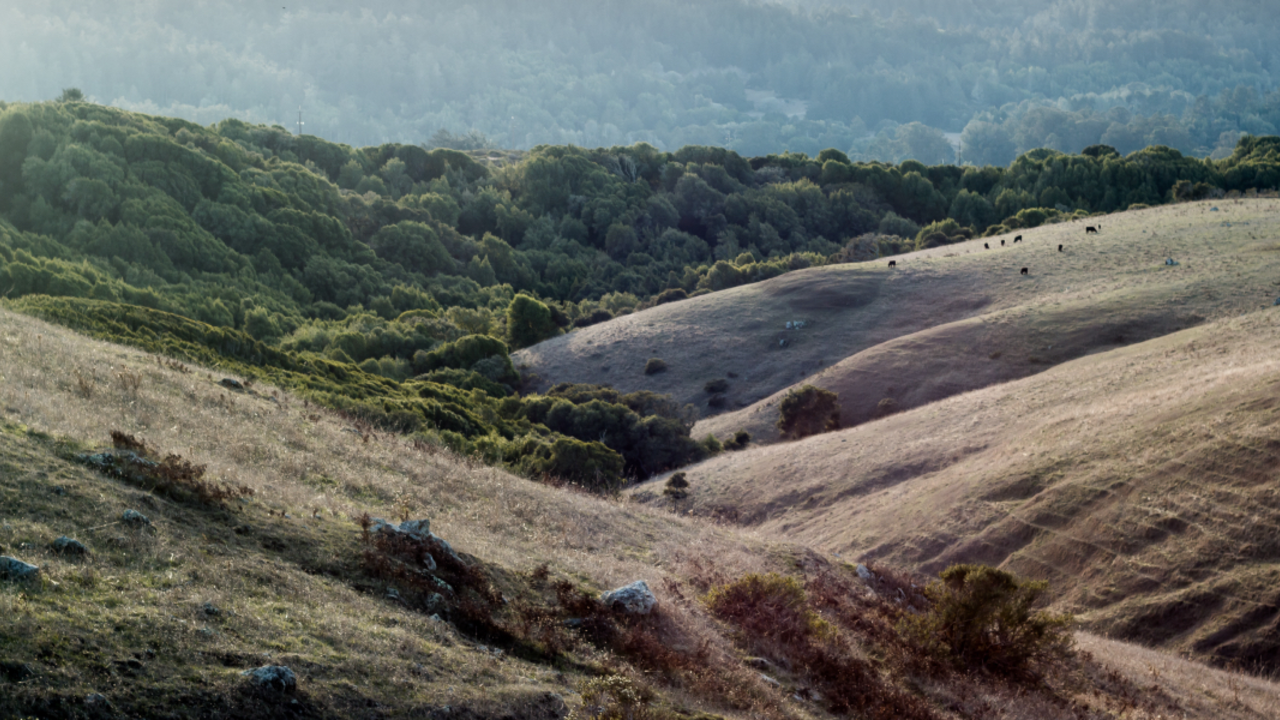 A_BORI_RCW_15112929_2x1.jpg Rolling hills