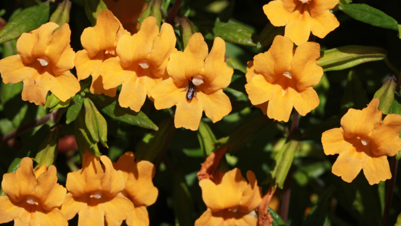 A_GEN_131213_WTE_116_2x1.jpg Mimulus aurantiacus (Sticky Monkeyflower)