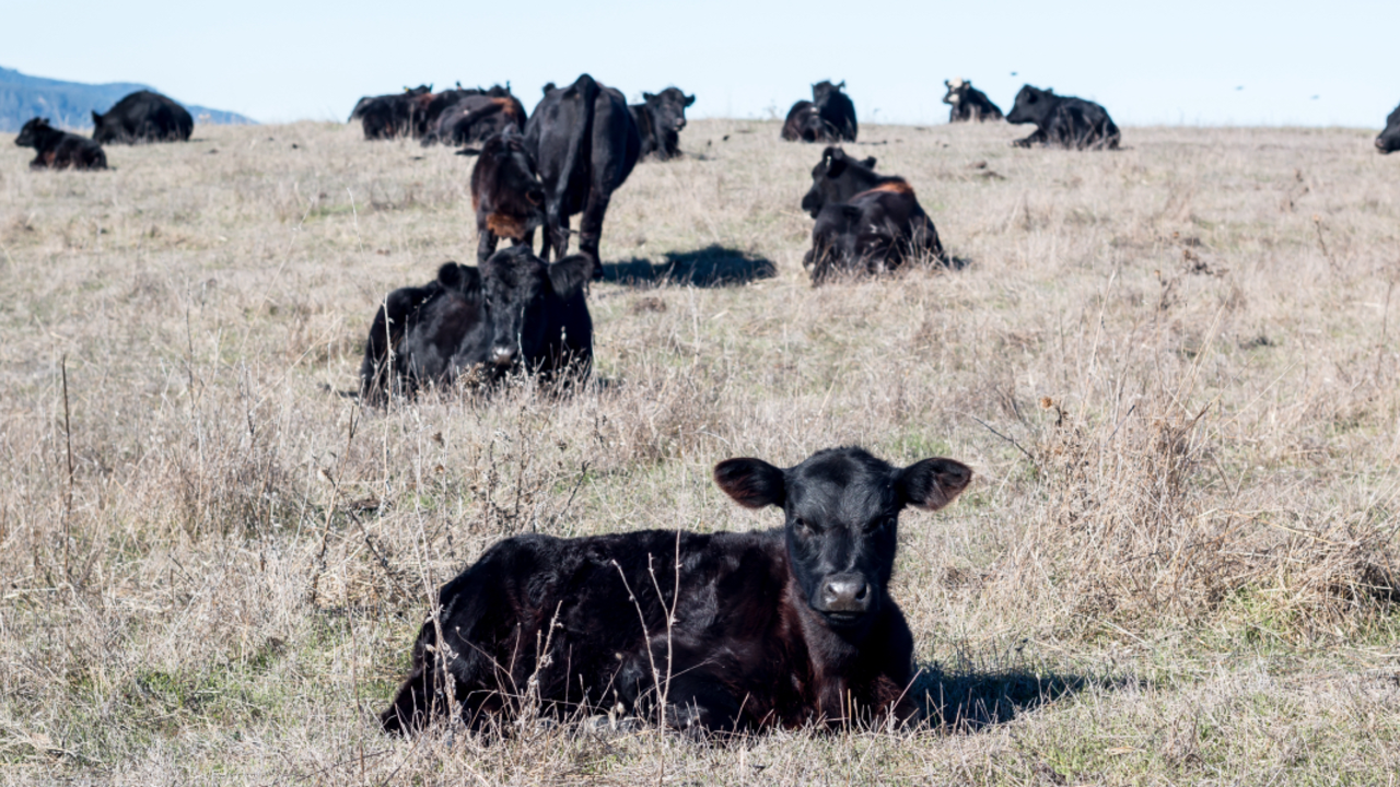BORI_RCW_1511295_2x1.jpg Cows graze at Bolinas Ridge