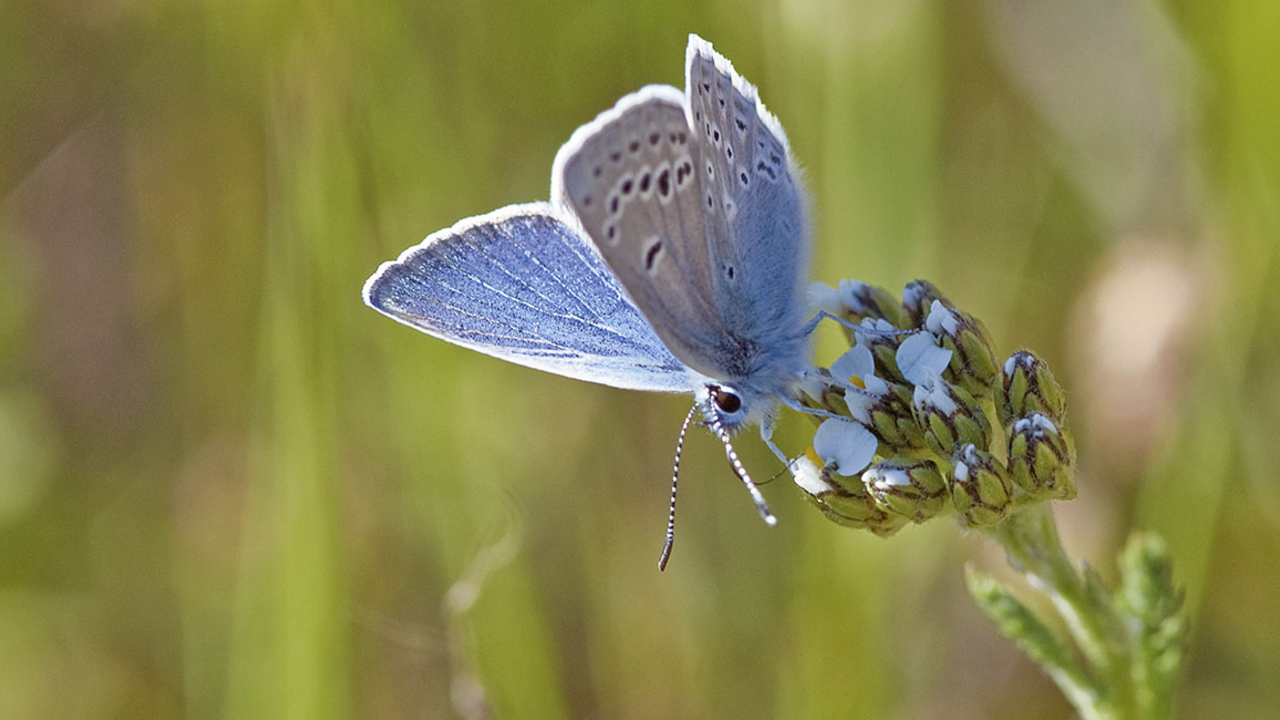 Mission blue butterfly Small blue butterfly with two rows of white-rimmed black dots on the underside of its wings, drinking from a flower