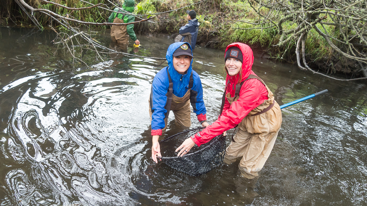 Parks Conservancy staff help release coho salmon at Redwood Creek Parks Conservancy staff help release coho salmon at Redwood Creek