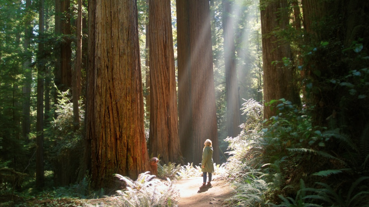 A woman stands amidst towering redwood trees in a forest. A woman stands amidst towering redwood trees in a forest.