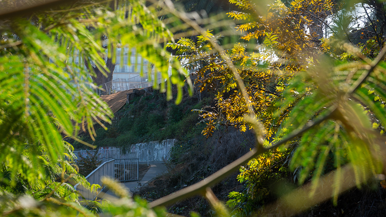 FOMA_20201203_RCW_0036-web.jpg An image of a walking path in the midst of a tiered garden.