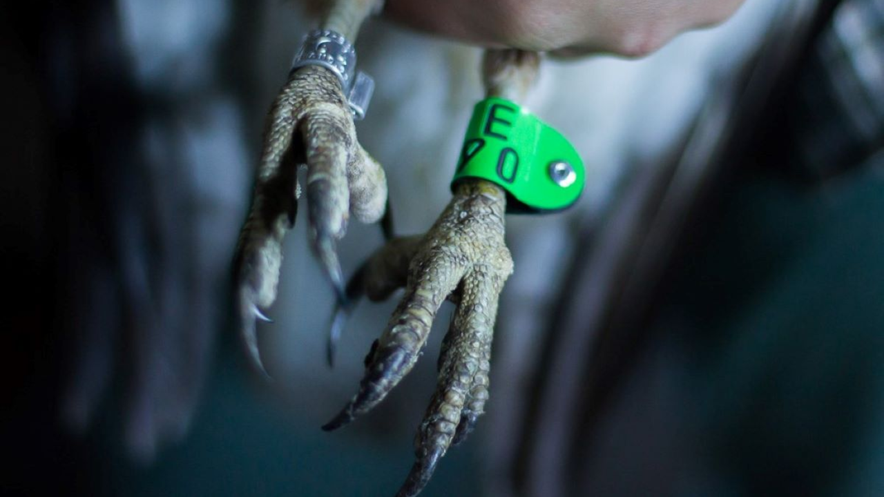 GGRO_20181213_VOL_042_2x1.jpg Color-banded raptor.