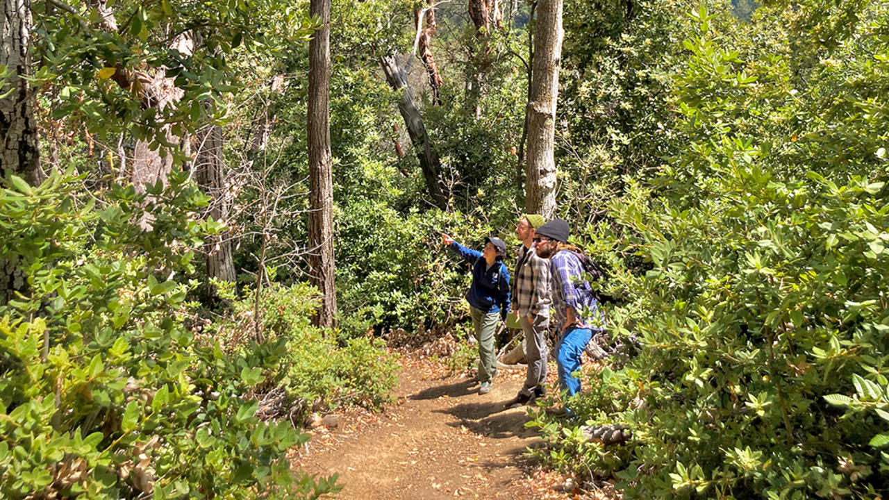 3 people on a path looking at trees in a forest. 3 people on a path looking at trees in a forest.