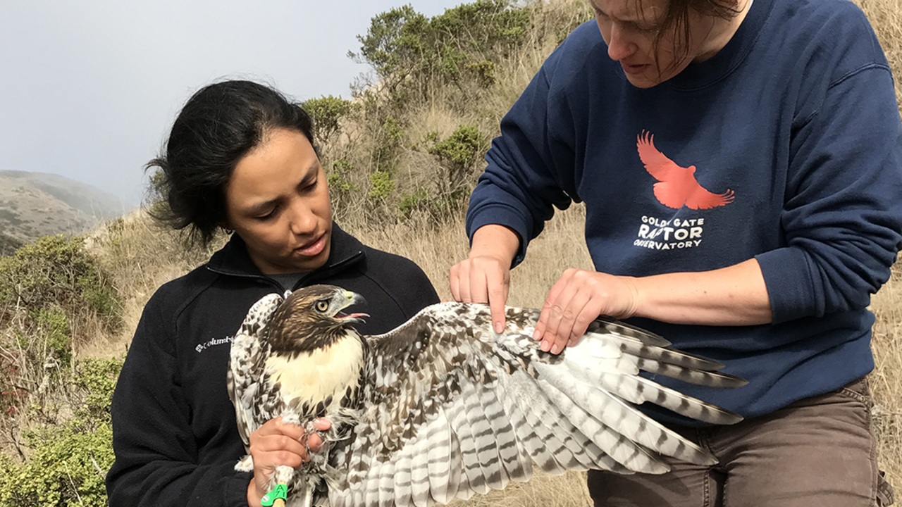 LaraElmquist_TeachMoment_2x1.jpg Intern Laura Echavez learning to hold a Red-tailed Hawk