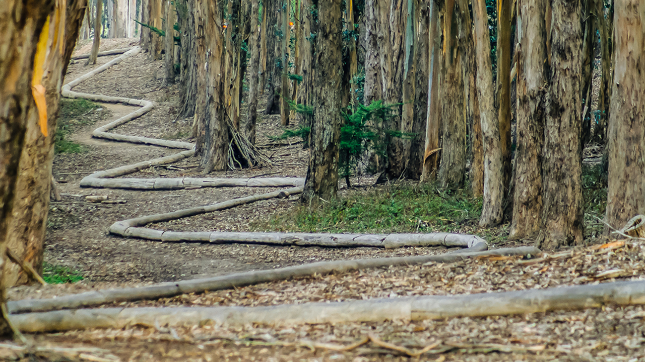 Andy Goldsworthy, Wood Line Andy Goldsworthy, Wood Line