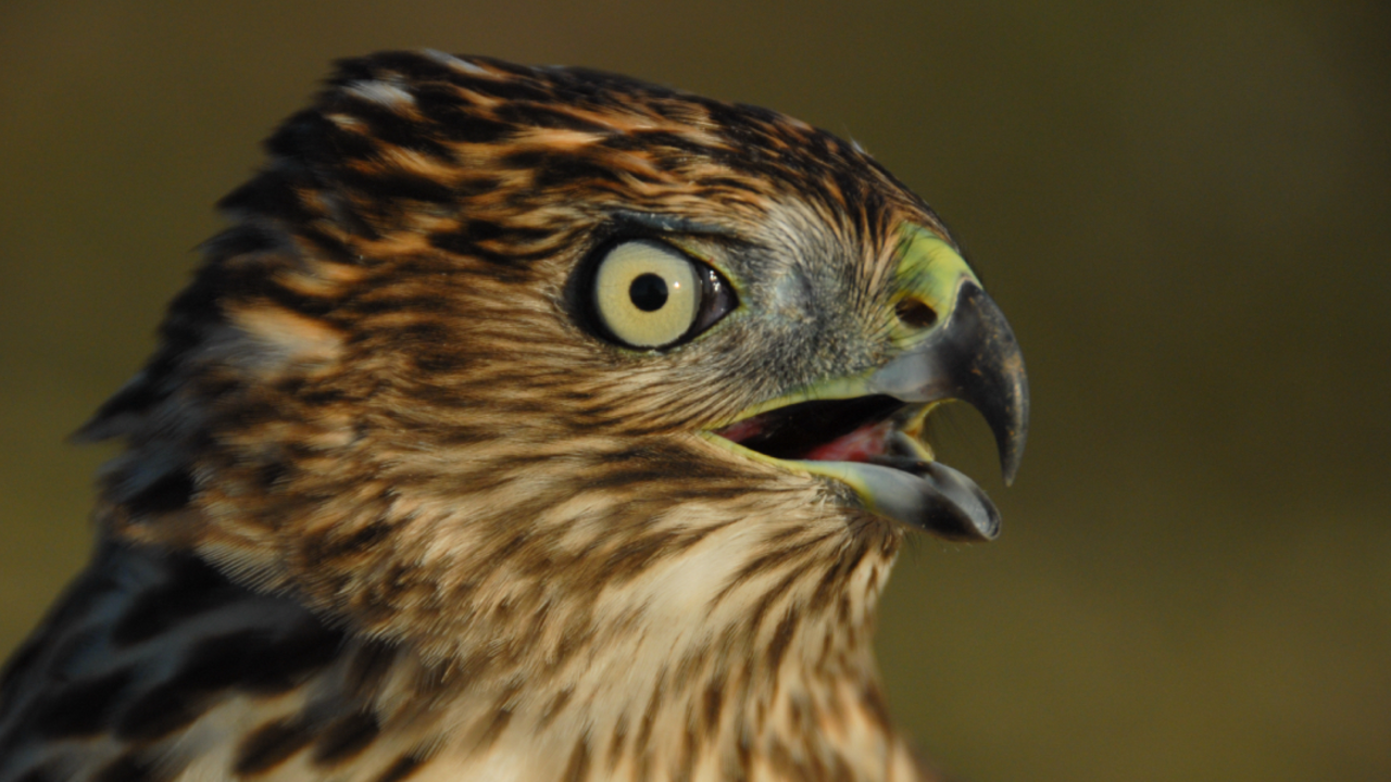 A_HAHI_111026_JWe_21_2x1.jpg A close up of a hawk