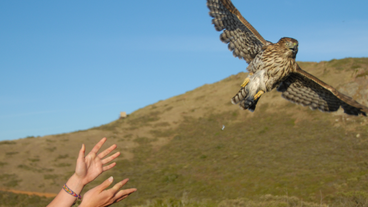 A_HAHI_111026_JWe_23_2x1.jpg Hands release a hawk