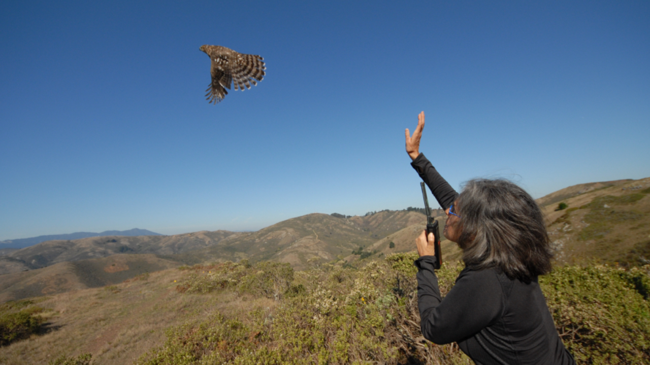 A_MAHE_111031_JWe_36_2x1.jpg Up close to a raptor
