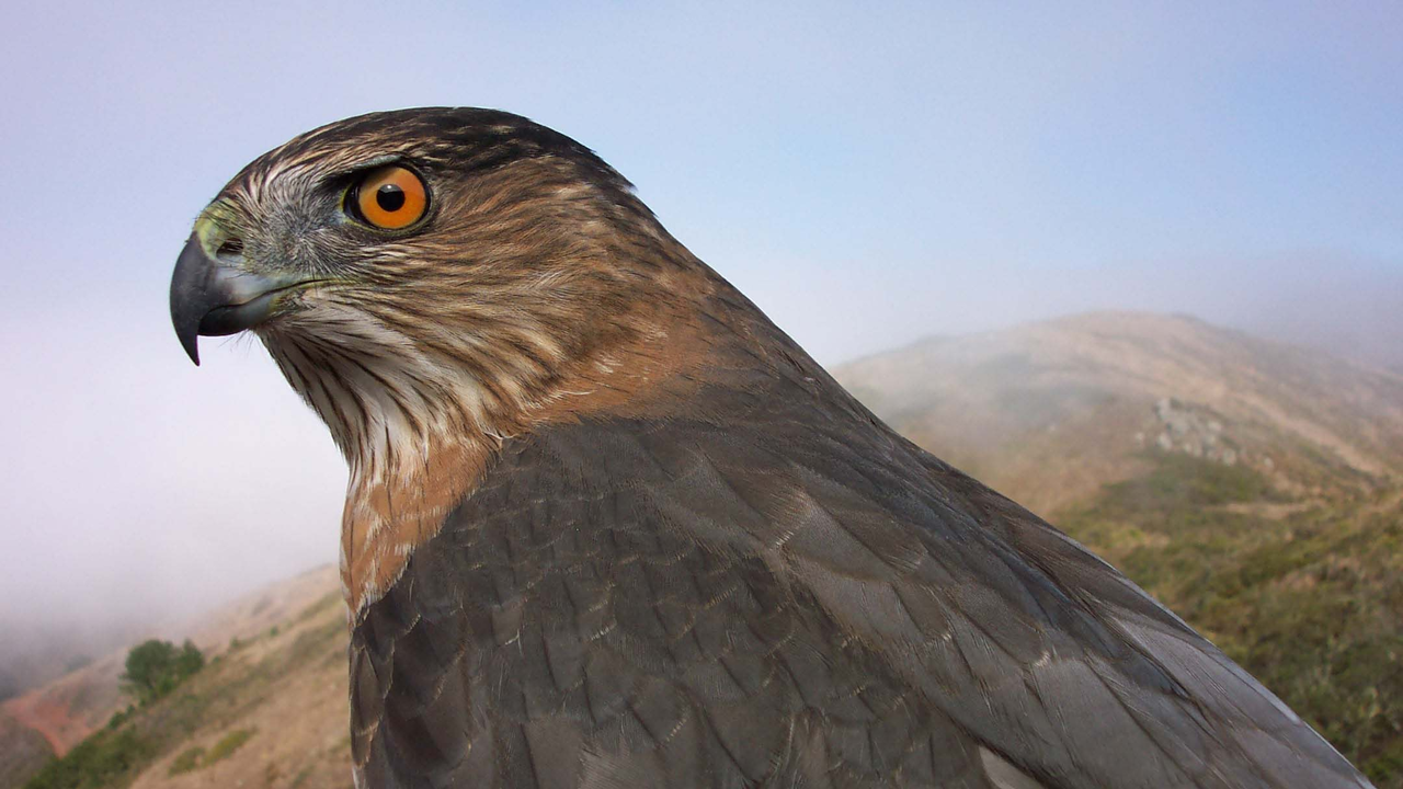 An adult Cooper's Hawk, one of GGRO's most frequently banded species, is photographed before release. An adult Cooper's Hawk, one of GGRO's most frequently banded species, is photographed before release.