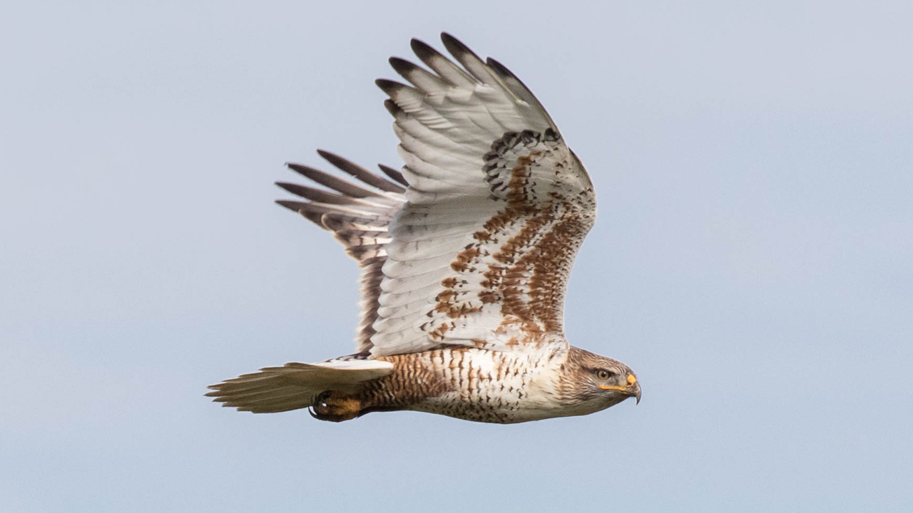 A Ferruginous Hawk is captured flying past Hawk Hill in November of 2016. A Ferruginous Hawk is captured flying past Hawk Hill in November of 2016.