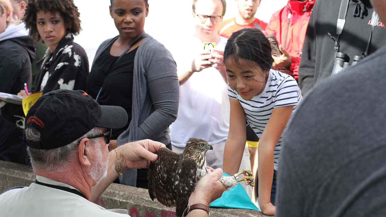 Park visitors admire a juvenile Cooper's Hawk during a Hawk Talk at Hawk Hill. Park visitors admire a juvenile Cooper's Hawk during a Hawk Talk at Hawk Hill.