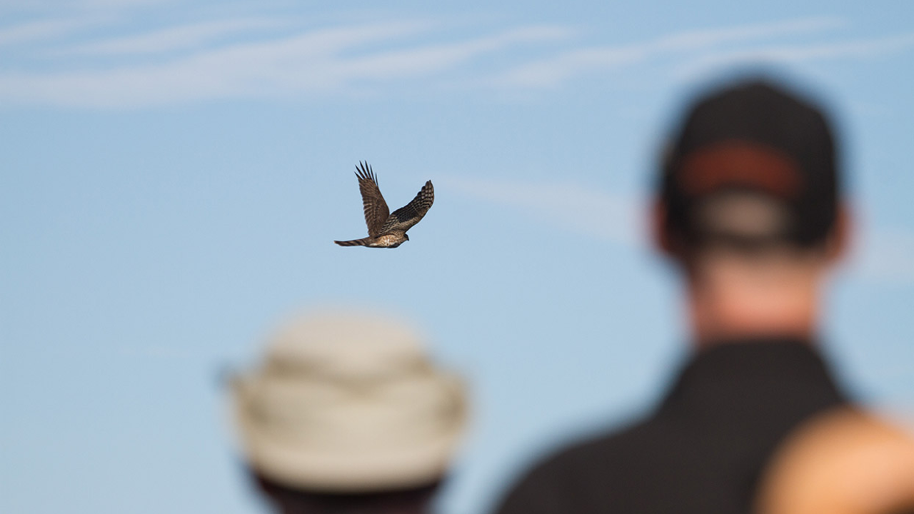 Hawkwatchers work to quickly identify an Accipiter as it flies past Hawk Hill. Hawkwatchers work to quickly identify an Accipiter as it flies past Hawk Hill.