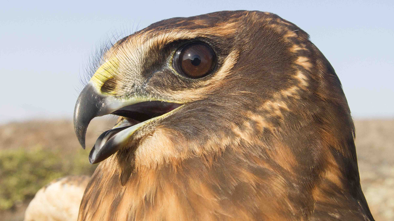 A juvenile Northern Harrier after banding. GGRO bands an average of just 10 Northern Harriers per season, but counted 600 Northern Harrier sightings from Hawk Hill in 2018. A juvenile Northern Harrier after banding. GGRO bands an average of just 10 Northern Harriers per season, but counted 600 Northern Harrier sightings from Hawk Hill in 2018.