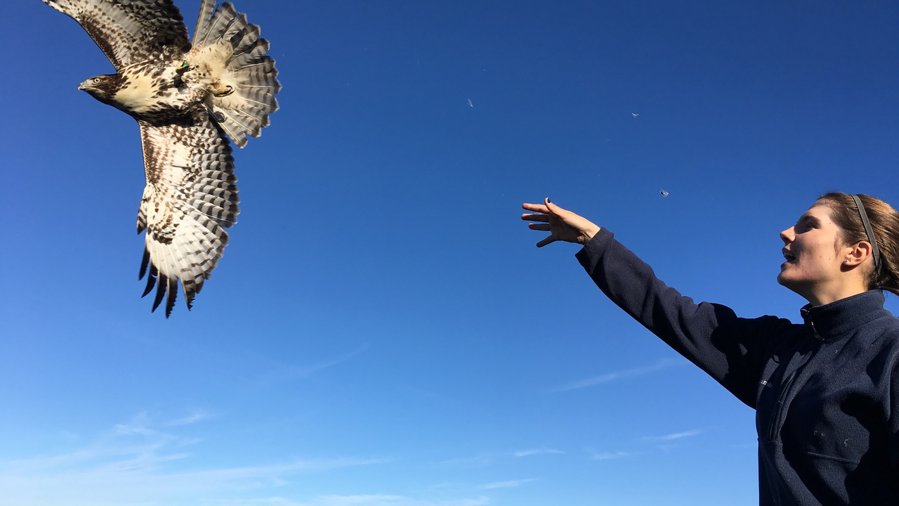 A banded juvenile Red-tailed Hawk takes flight after release. A banded juvenile Red-tailed Hawk takes flight after release.