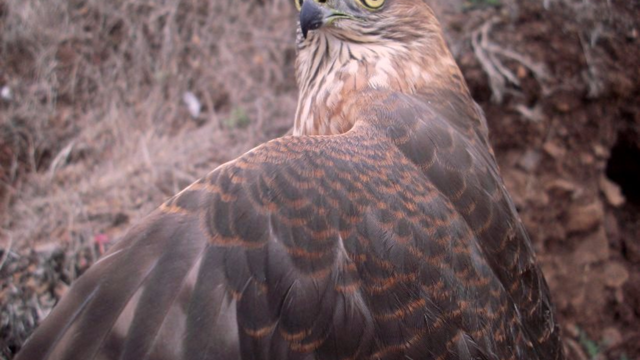 A juvenile Sharp-shinned Hawk before release. A juvenile Sharp-shinned Hawk before release.