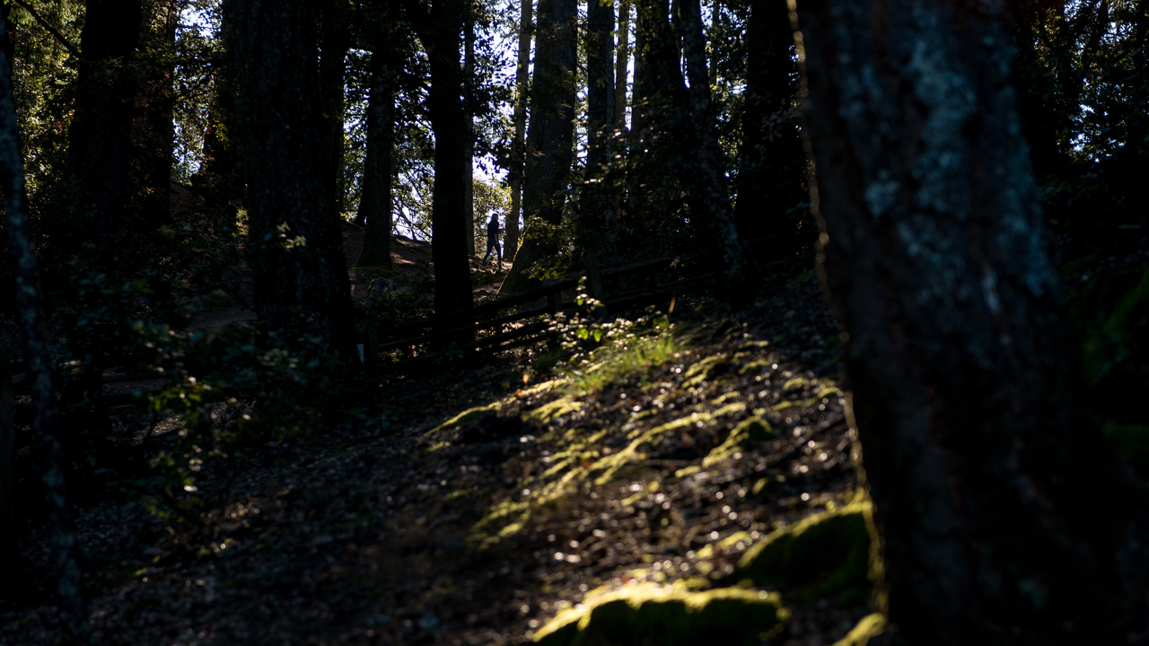 Hiking near Pantoll Campground Hiking near Pantoll Campground