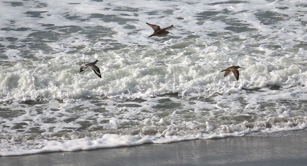 Spring tide watch at Stinson Beach Shorebirds observed during perigean spring tide in January 2024