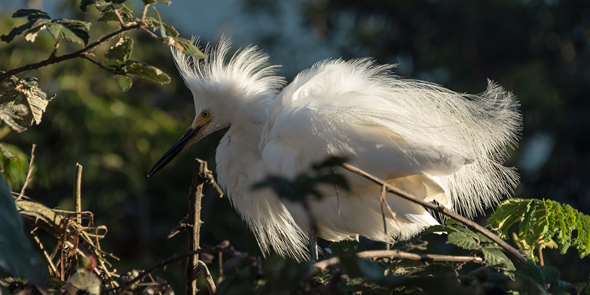 ALCA_160721_ATB_316_2x1.jpg snowy egret