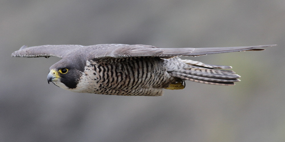 The comeback story of the peregrine falcon | newscentermaine.com