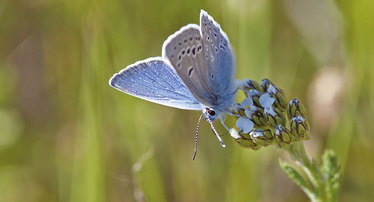 Página Principal - Blue Butterfly