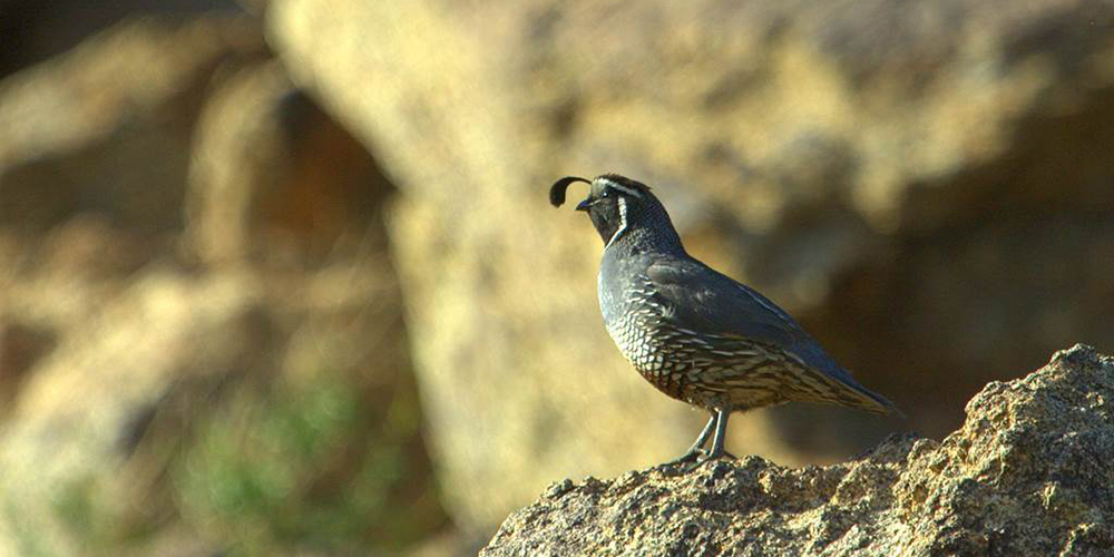 california-quail-represent-golden-gate-national-parks-conservancy