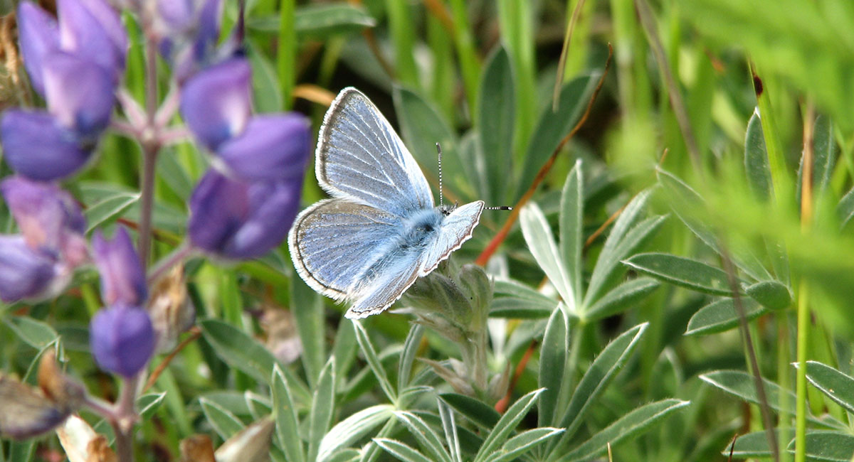 common blue butterfly caterpillar