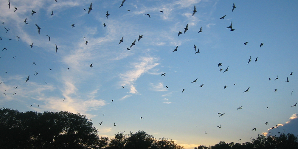 When Day Fades Away, Bats Come Out to Play Golden Gate National Parks