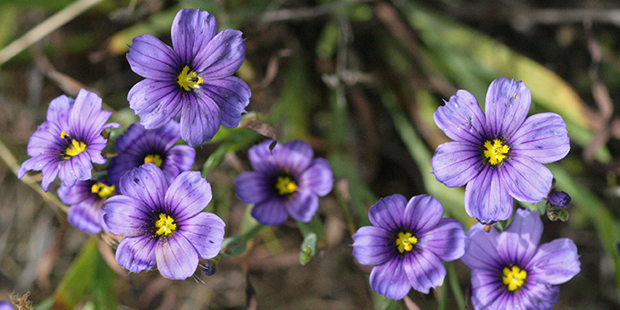 20 Spring Wild Flowers Pick: Purple & Yellow [63992] 