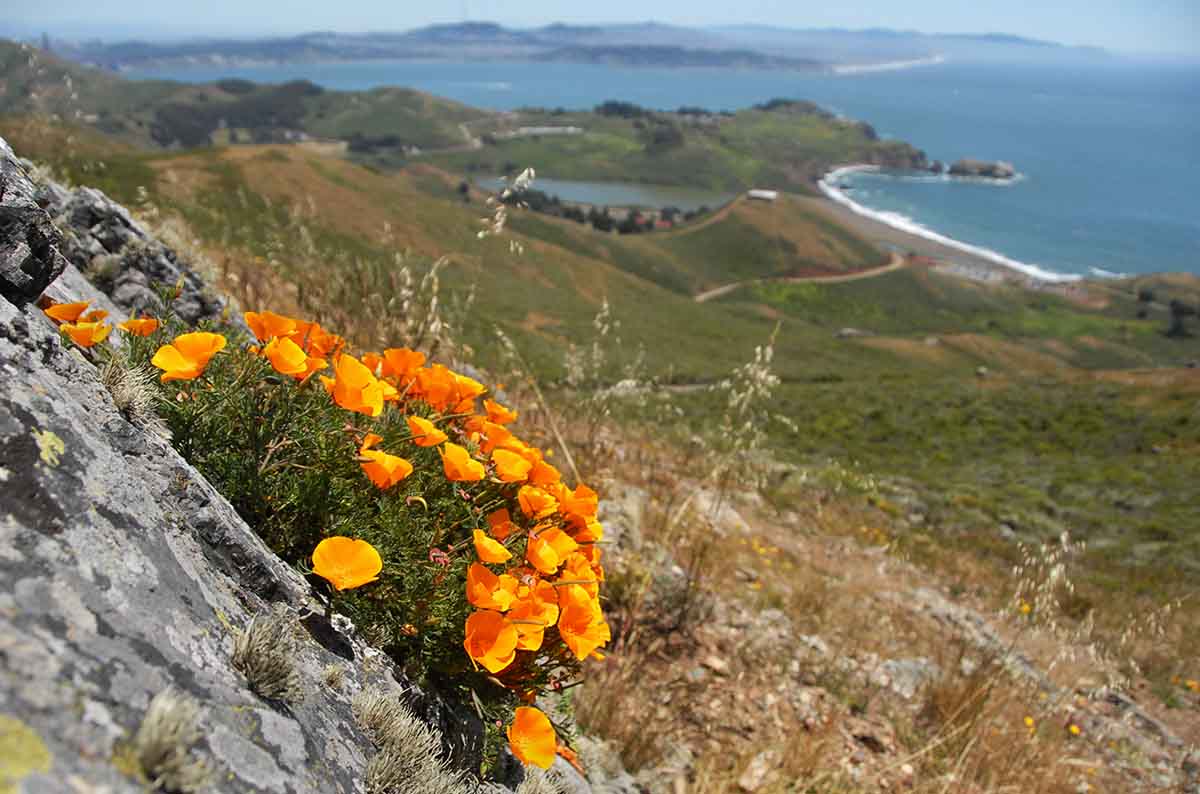 Beyond the super bloom Why wildflowers are so important to Bay Area
