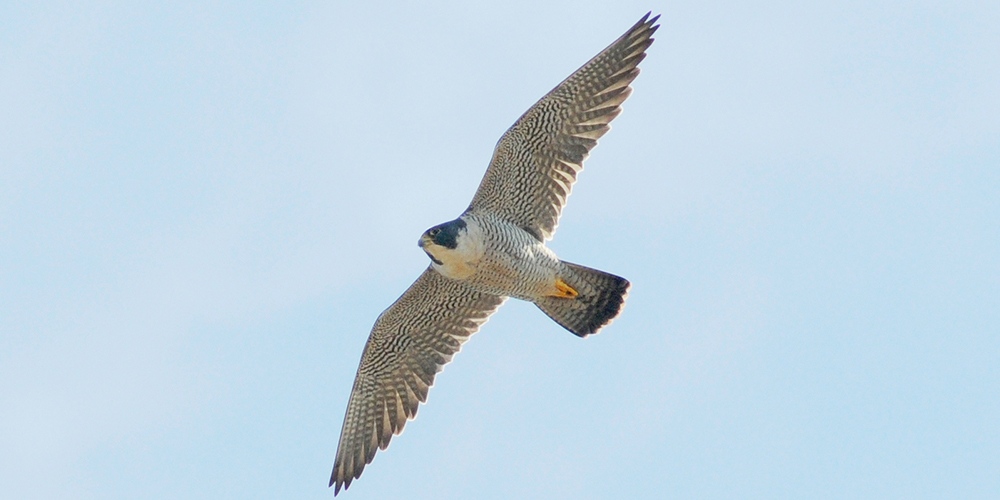 Im A Peregrine Falcon Golden Gate National Parks Conservancy