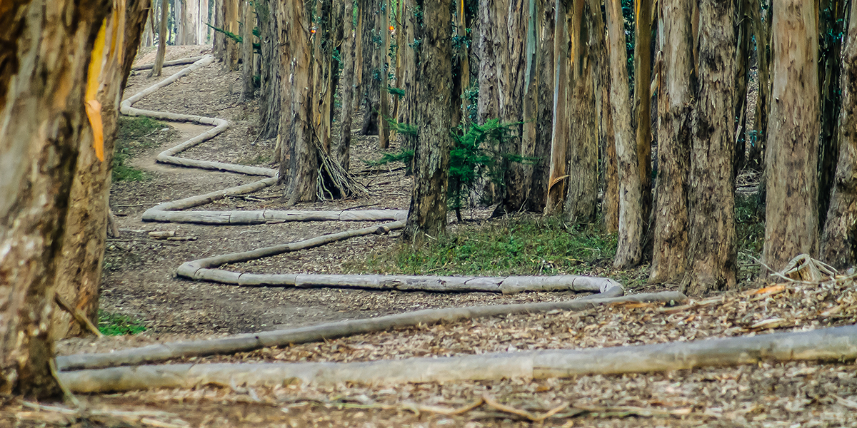 Andy Goldsworthy Wood Line Golden Gate National Parks Conservancy