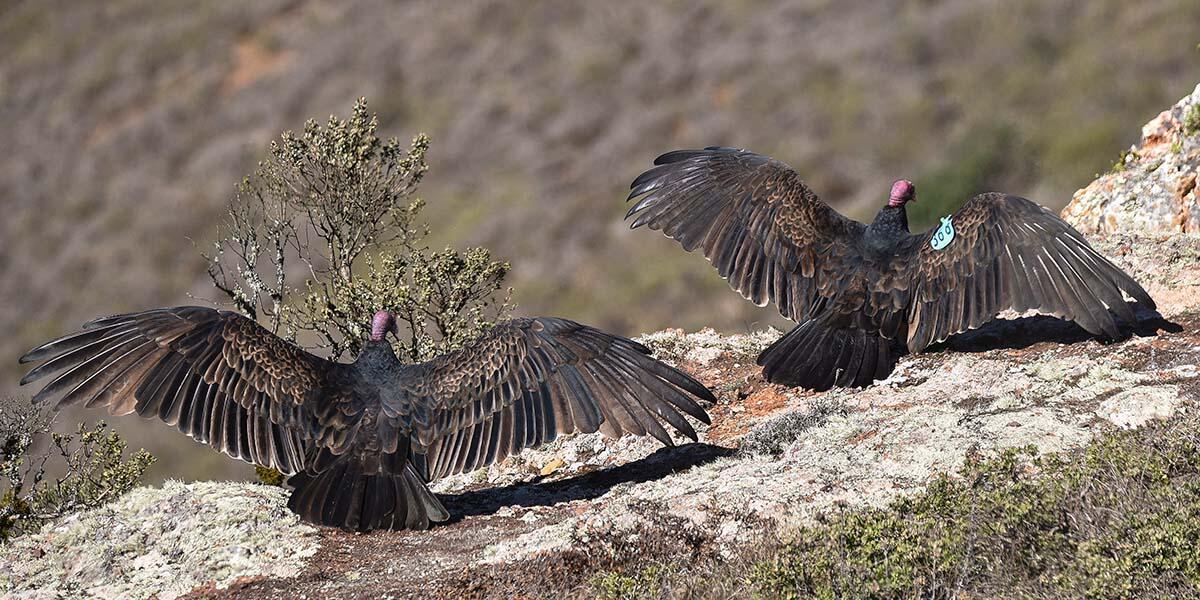 Vulture Ecology Study: 2020 Update  Golden Gate National Parks Conservancy