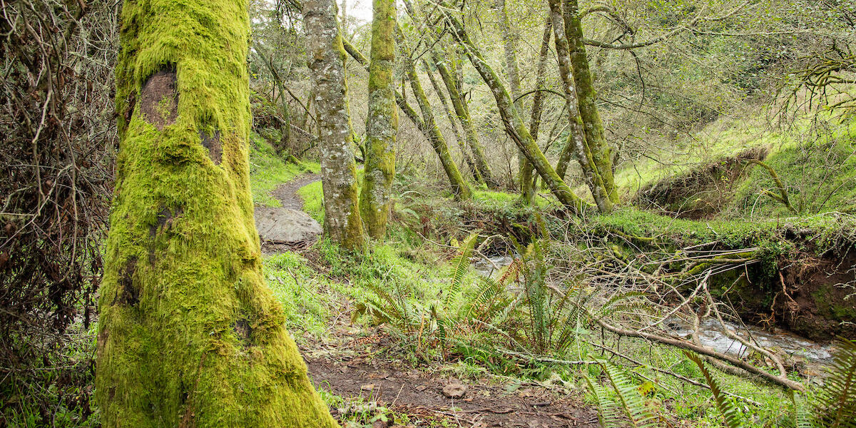 Steep Ravine Trail after winter rains.