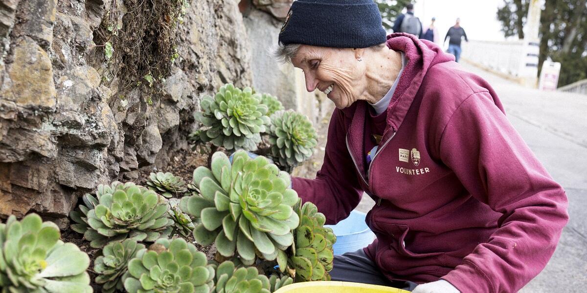 Volunteering at Alcatraz Historic Gardens