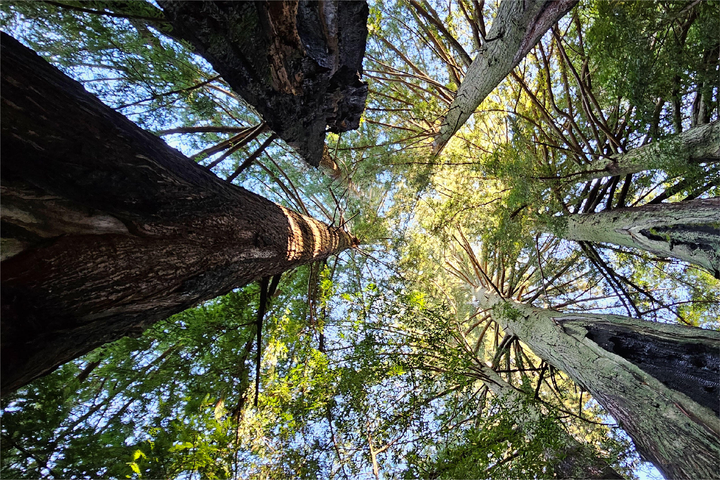 Looking up to a ring of redwood trees