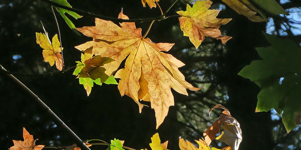 Big leaf maple leaves in the fall.