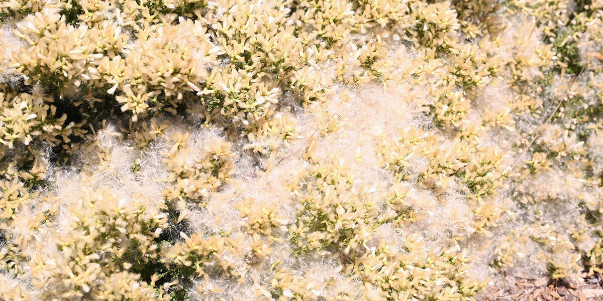 Coyote brush during the fall season.