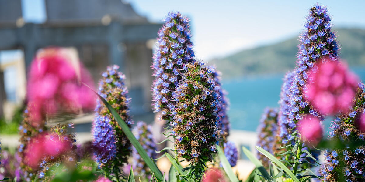 Alcatraz Historic Gardens