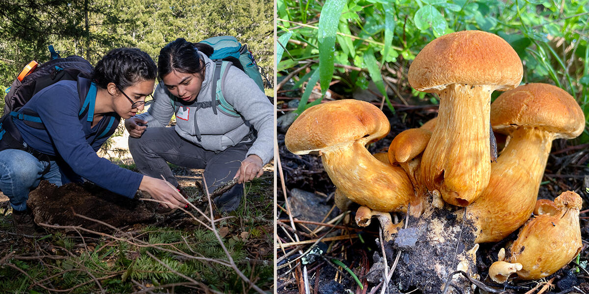 Looking for fungi and mushrooms in the Golden Gate National Recreation Area.