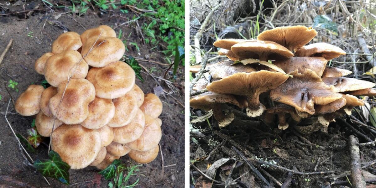 Honey Mushroom (Armillaria mellea) spotted at Lobos Creek in the Presidio.