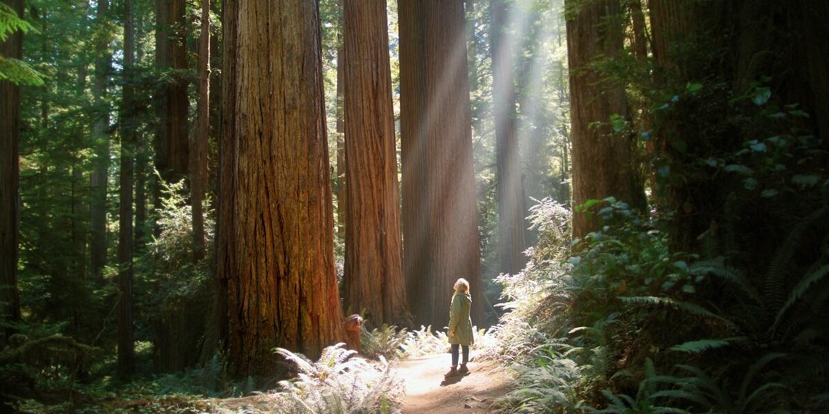 A woman stands amidst towering redwood trees in a forest.