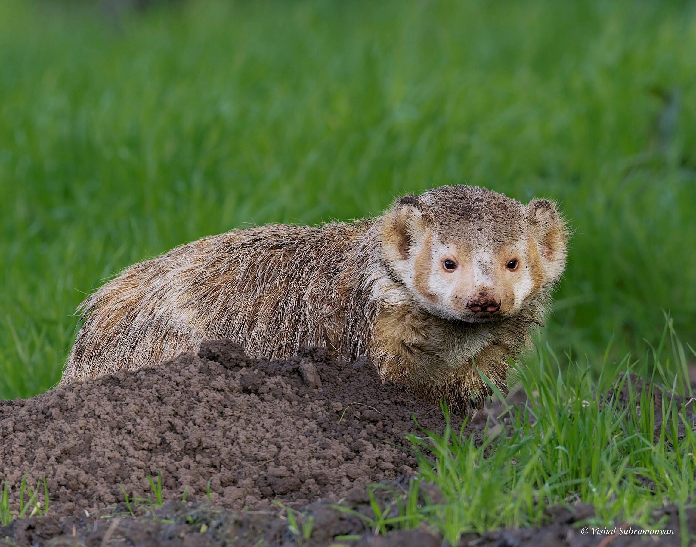 Badger photographed by Vishal Subramanyan