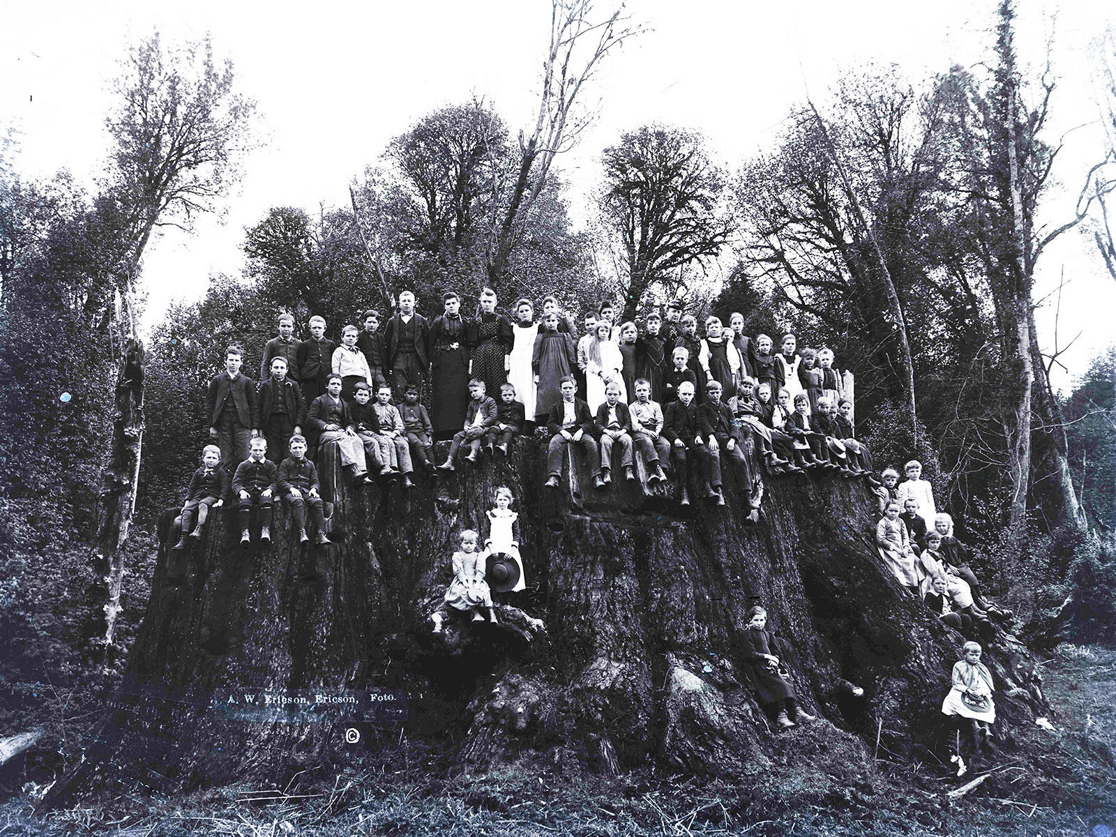 Redwood tree clones form Presidio 'supergrove' | Golden Gate