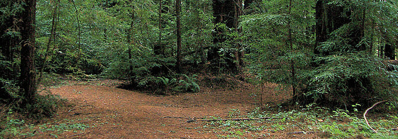 A grove in Roy's Redwoods.