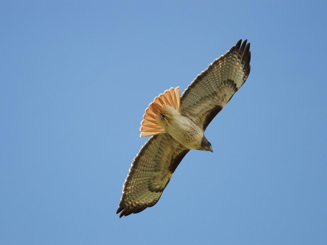 Red-tailed Hawk | Golden Gate National Parks Conservancy